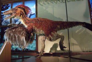 Afbeelding 3: Model van een Deinonychus uit de tentoonstelling &quot;Feathered Dinosaurs and the Origin of Flight&quot;